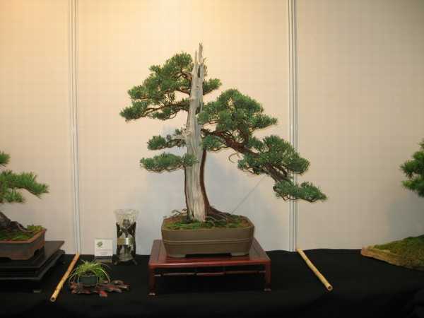 Zwyciezca wystawy - JaÂłowiec Milana Roskosza (SÂłowacja)