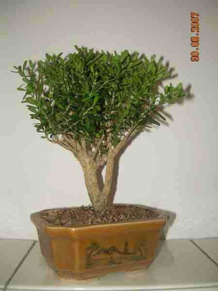 buxus harlandii