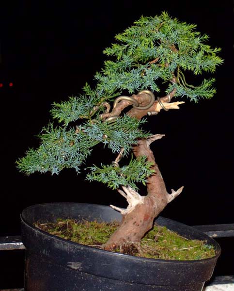 Tak wyglÂąda teraz po ponownym zadrutowaniu.