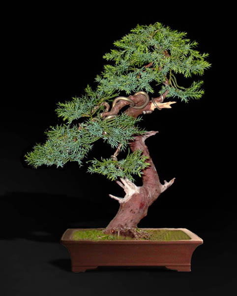 propozycja doniczki 1