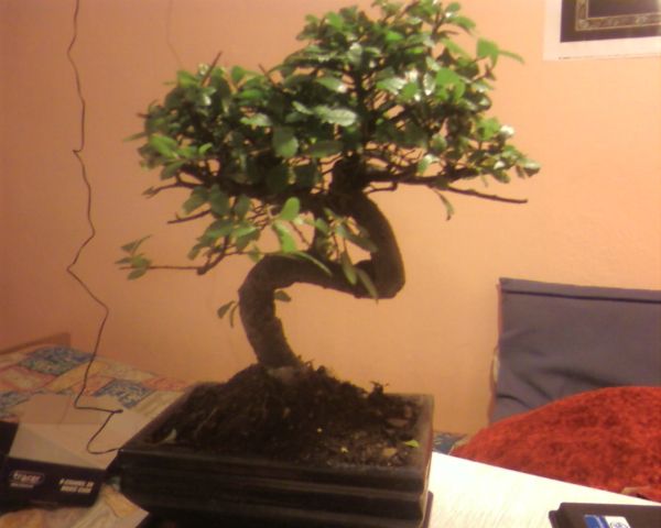 Drzewko drugie od frontu, no cĂłÂż, nic specjalnego, ot co tradycyjne drzewko z bujnÂą koronÂą