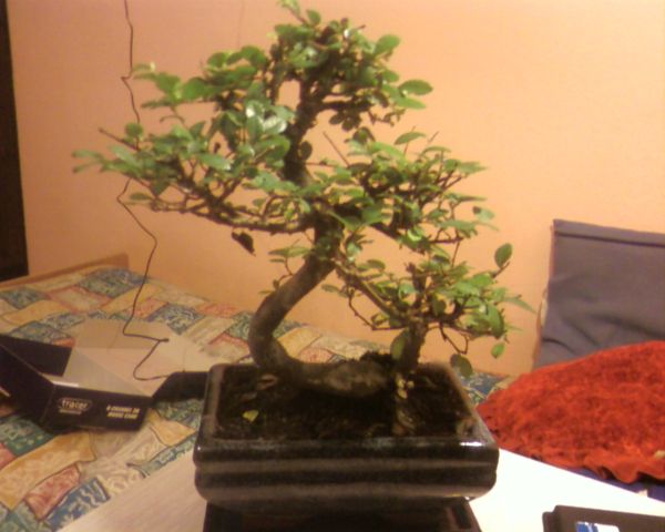 Drzewko pierwsze od frontu, podoba mi sie ta niska gaÂłÂąÂź, oraz ich rownomiernosc na calej wysokosci. jest czym sie bawic :) dlatego przychylalbym sie do niego... ale na nastepnym zdjeciu ... :