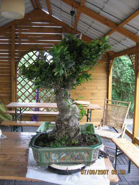 a my z Marcinem zrobiliÂśmy sobie po 2 fikusiki tego dnia - mniejwiecej tego typu byÂły przed formowaniem