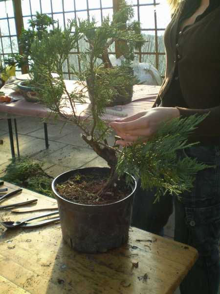 A tyle zostawiliÂśmy z niego - bo miaÂłem takÂą wizje (bĂŞdzie mega wypas drzewko) - reszta w ÂŁodzi za tydzieĂą)