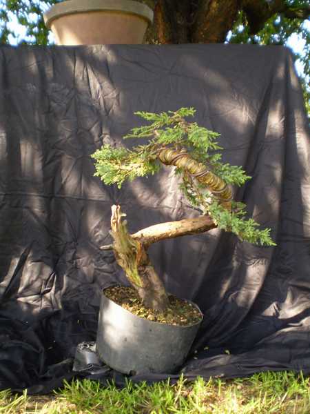 pokaz z formowania pod linkiem http://bonsai.kamcio.com/viewtopic.php?t=4065
