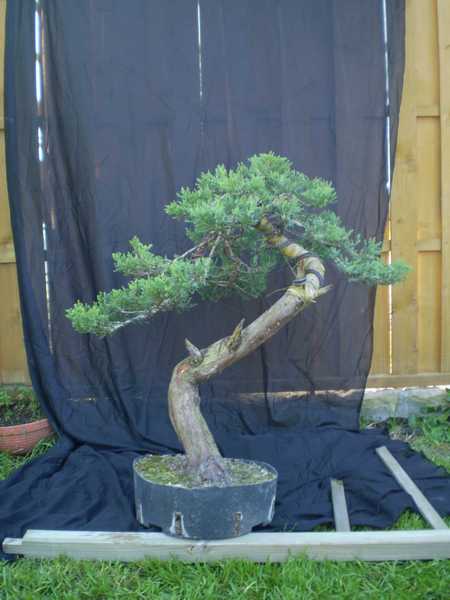 pokaz pod linkiem http://bonsai.kamcio.com/viewtopic.php?t=3792