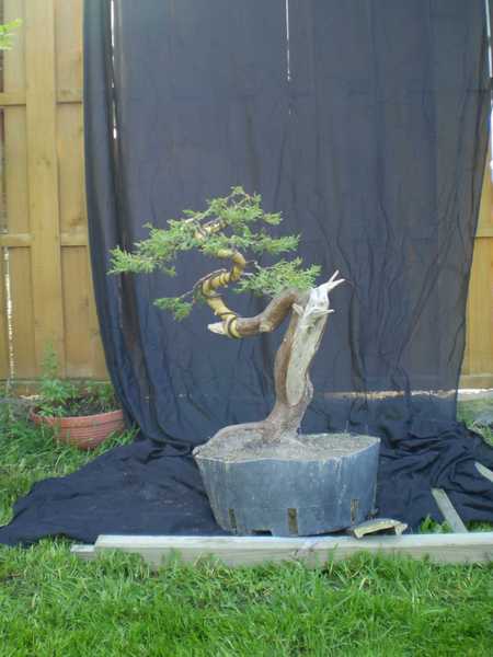 Pokaz formowania pod linkiem http://bonsai.kamcio.com/viewtopic.php?t=4127