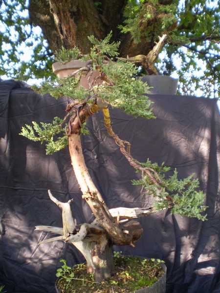 Pokaz z fotmowania pod linkiem : http://bonsai.kamcio.com/viewtopic.php?t=4063