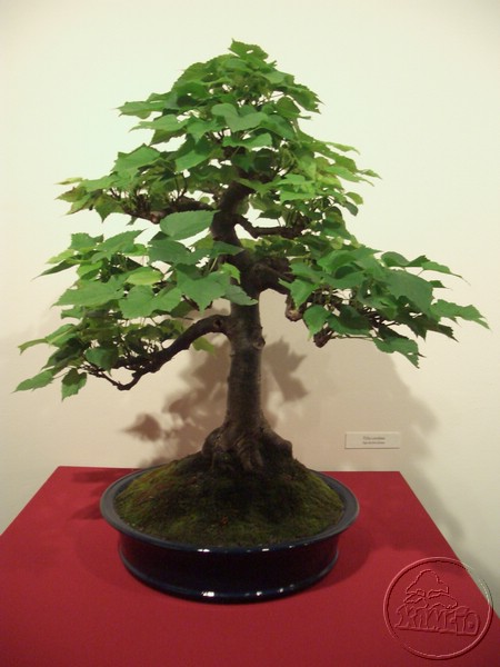 CIMG2108.JPG
